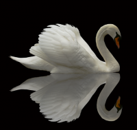 /album/pampanos/cisne-png1/
