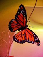 /album/pampanos/mariposa-jpg1/